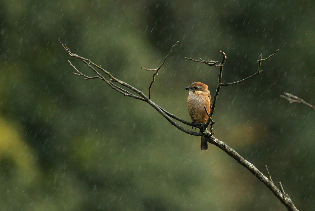 雨の中のモズ