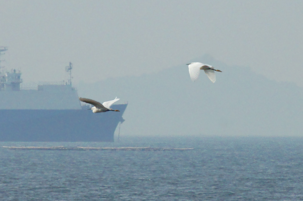 海を渡る小鷺