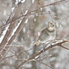 ツグミに雪