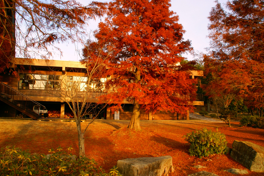 落羽松の紅葉