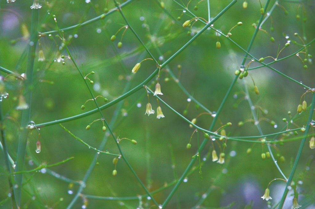 アスパラガスの花