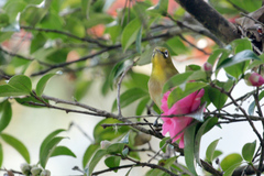 メジロと山茶花