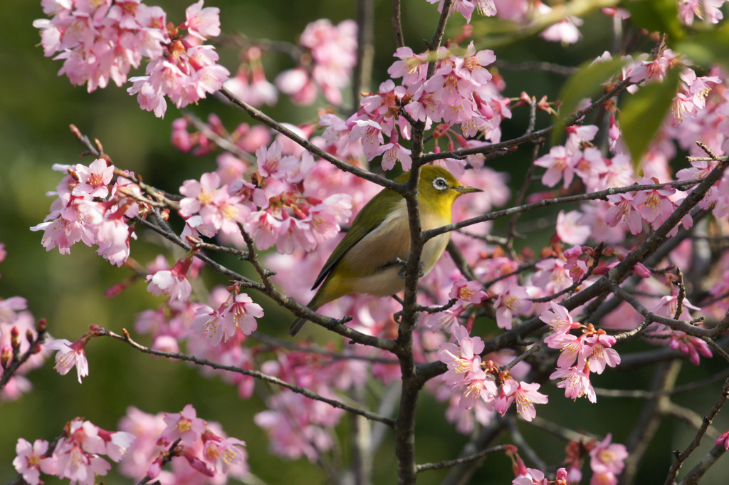 桜にメジロ