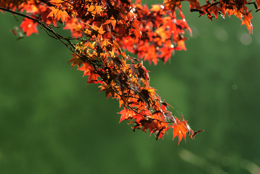 ノムラモミジも紅葉