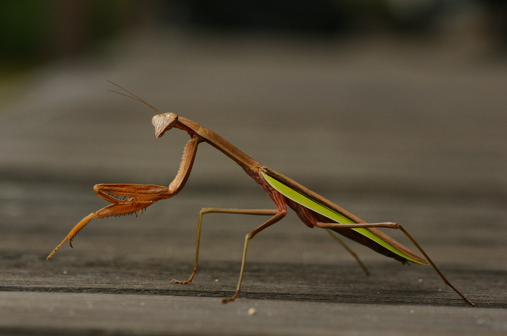 カマキリ