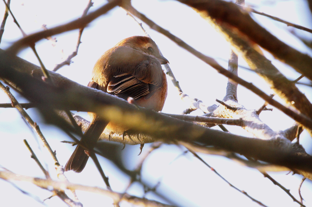 モズ，♀11