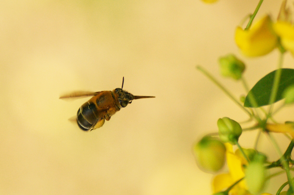 蜜を集めるミツバチ_4