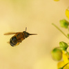 蜜を集めるミツバチ_4