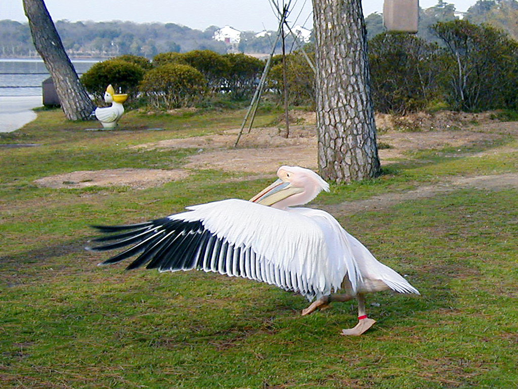 ペリカン，走る！！