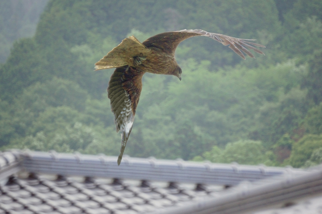 この屋根を越えて