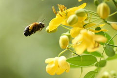 蜜を集めるミツバチ_2
