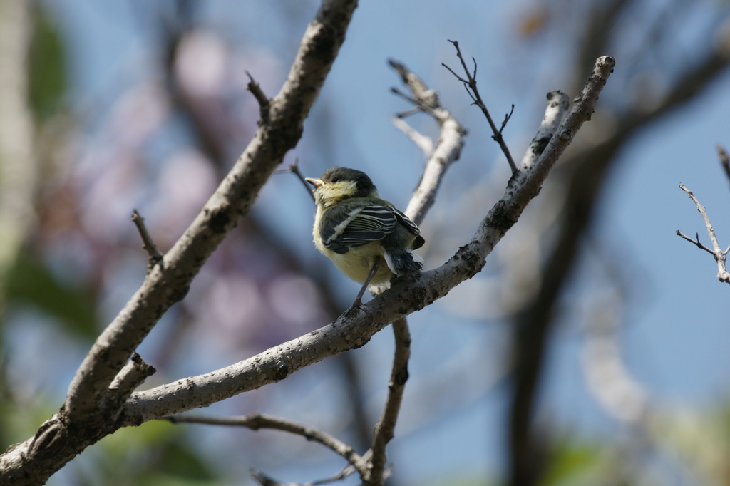 シジュウカラのヒナ