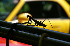 カマキリ