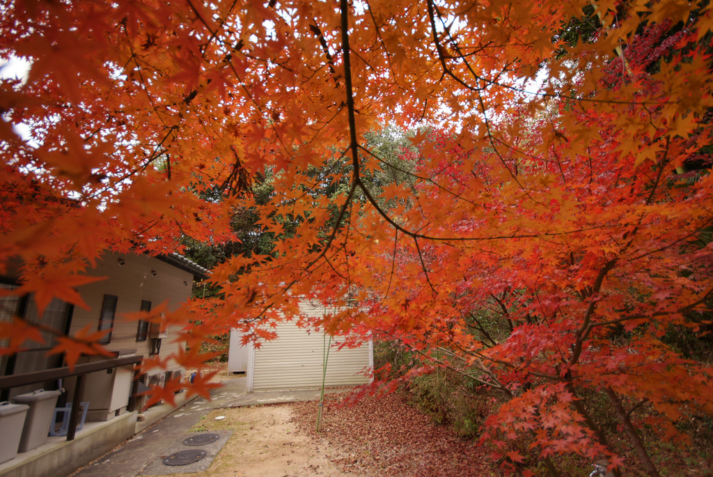 ささやかな我が家の紅葉