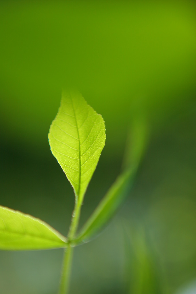 夏の緑