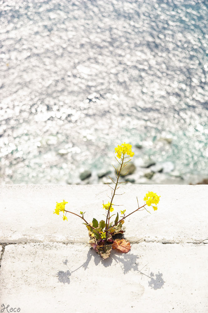 高嶺の花