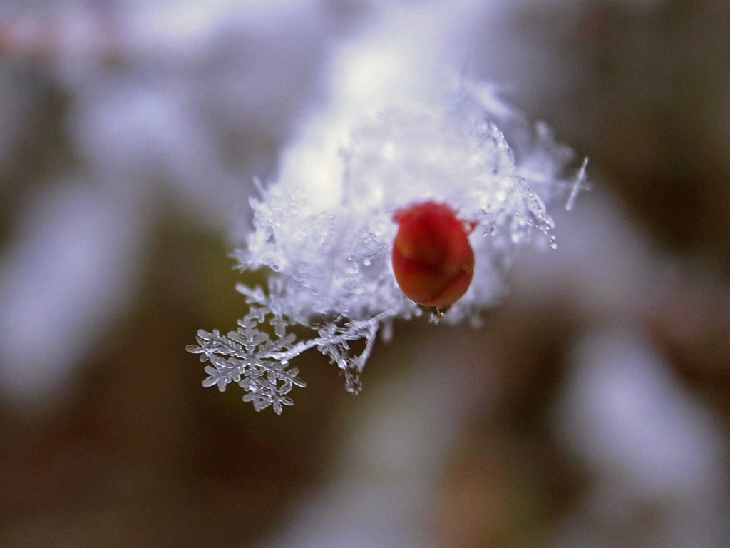 雪のカタチ