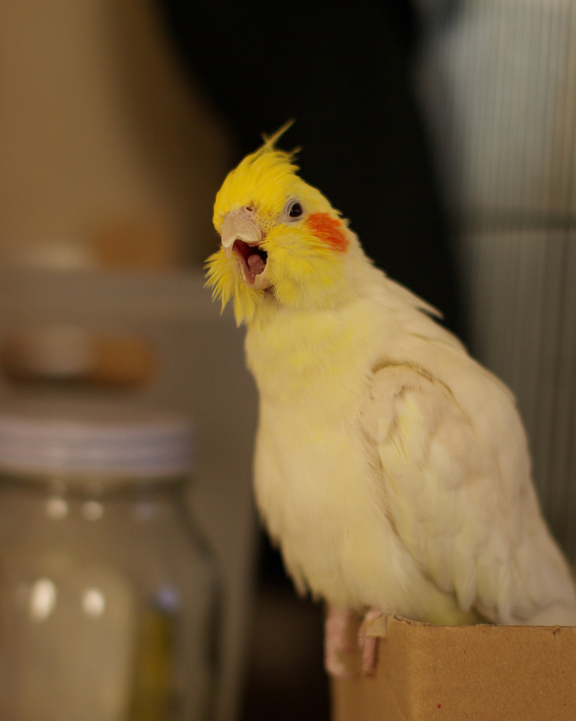 ふわぁ～～