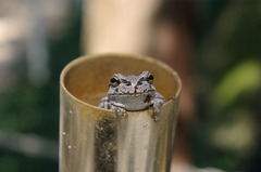 「筒」の中の蛙