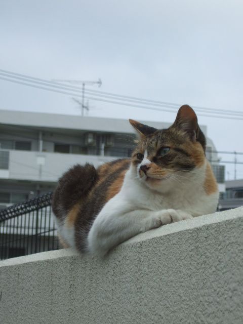 ねこ