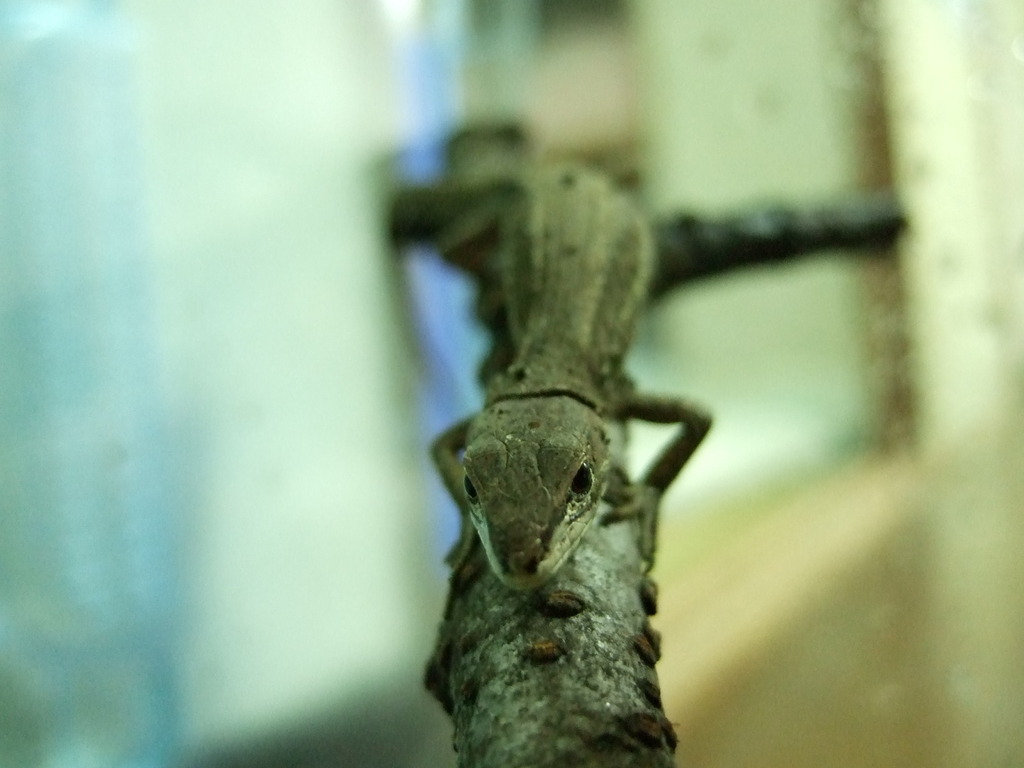 カナヘビ