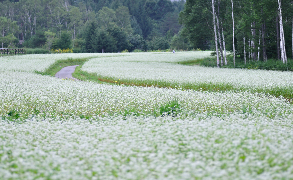 そばの花と白樺