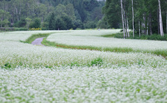 そばの花と白樺