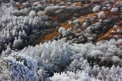 霧氷の森