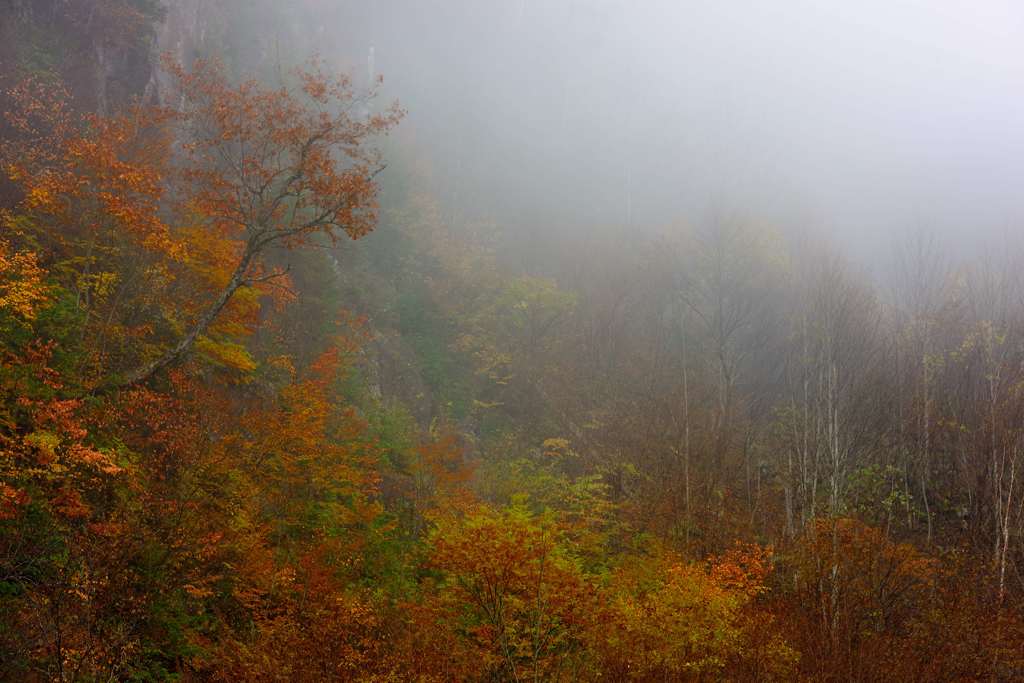霧の中の紅葉