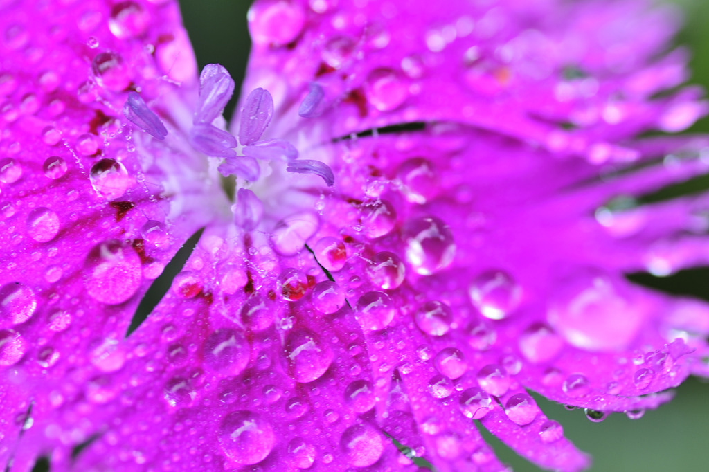 梅雨のナデシコ