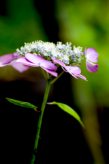 紫陽花紀行