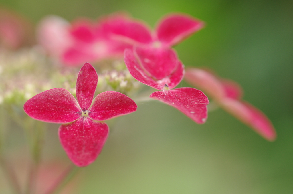 紫陽花紀行