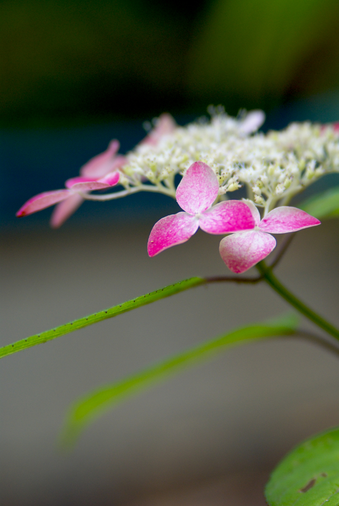 紫陽花紀行