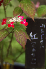 紫陽花紀行　紅