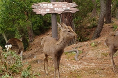 お呼びでしょうか？