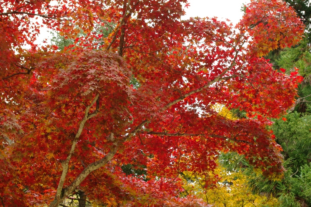 紅葉Ⅱ
