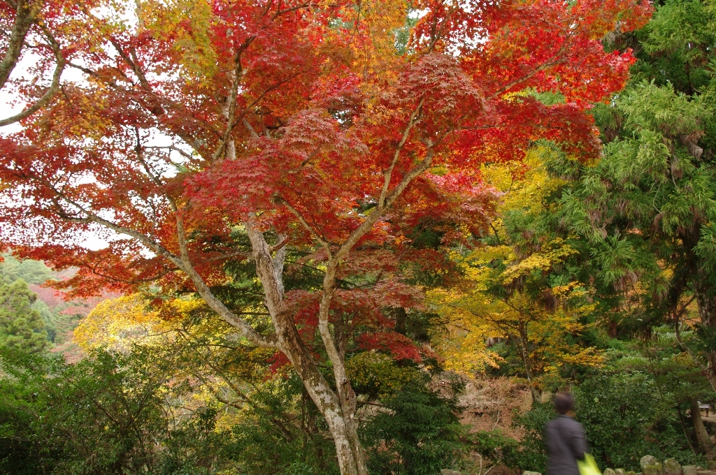 紅葉Ⅰ