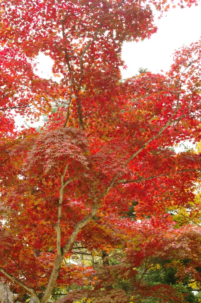 紅葉Ⅲ