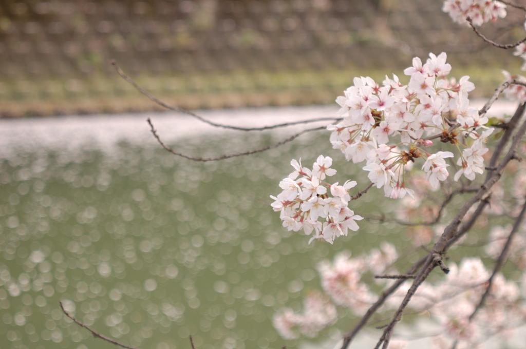 桜　流れるる