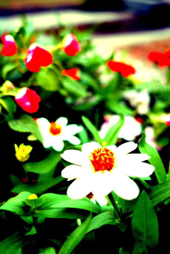 花盛り