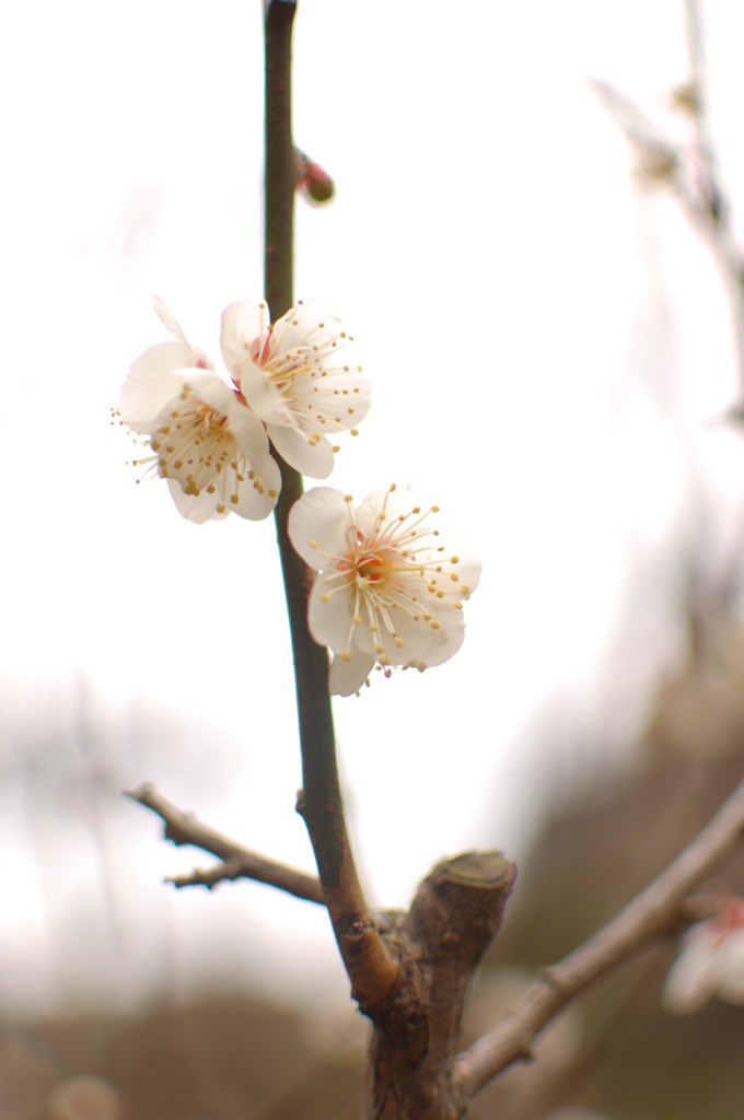 梅咲き
