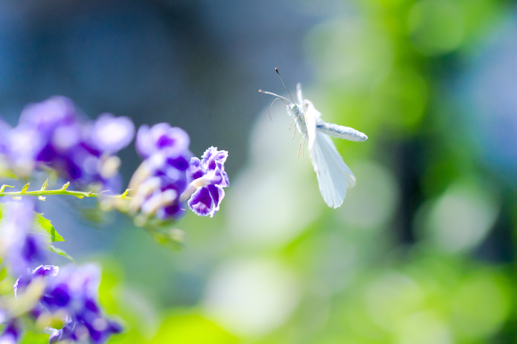 着花しまーす
