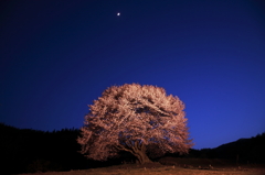 天王桜