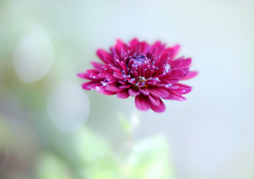 寒菊