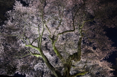御殿桜舞
