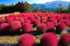 コキアの紅葉