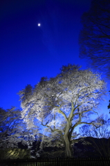 御殿桜と八日月