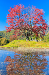 紅葉の豆桜