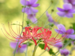 秋明菊と彼岸花