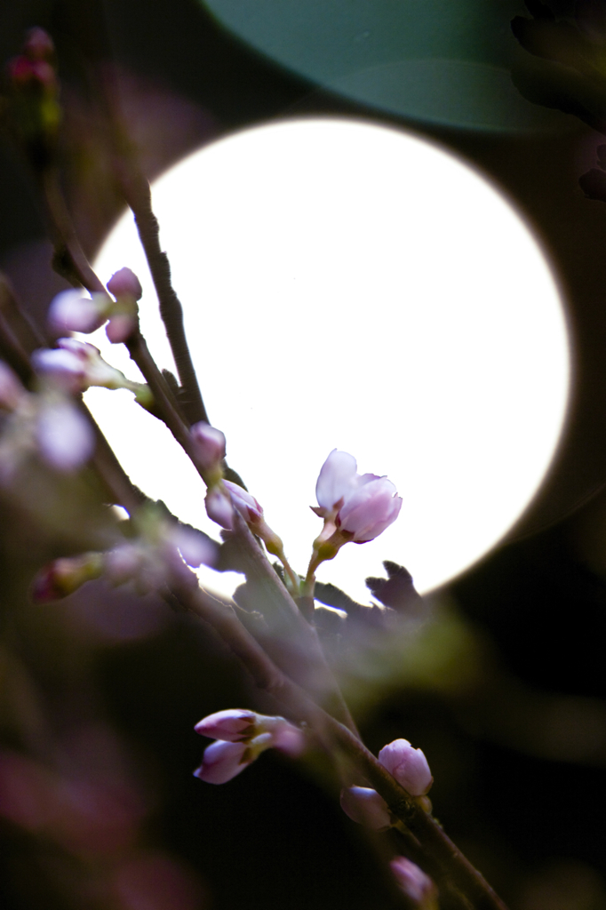 夜桜
